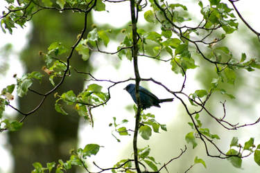 Indigo Bunting in Dogwood Tree