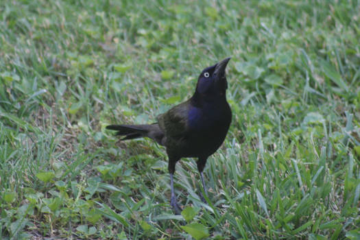 Grackle