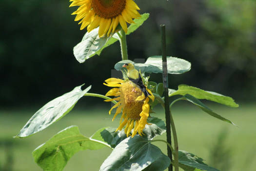 Goldfinch on Sunflower