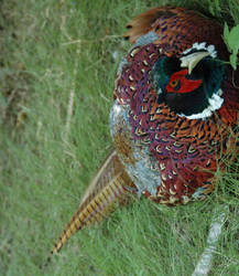 Male Pheasant