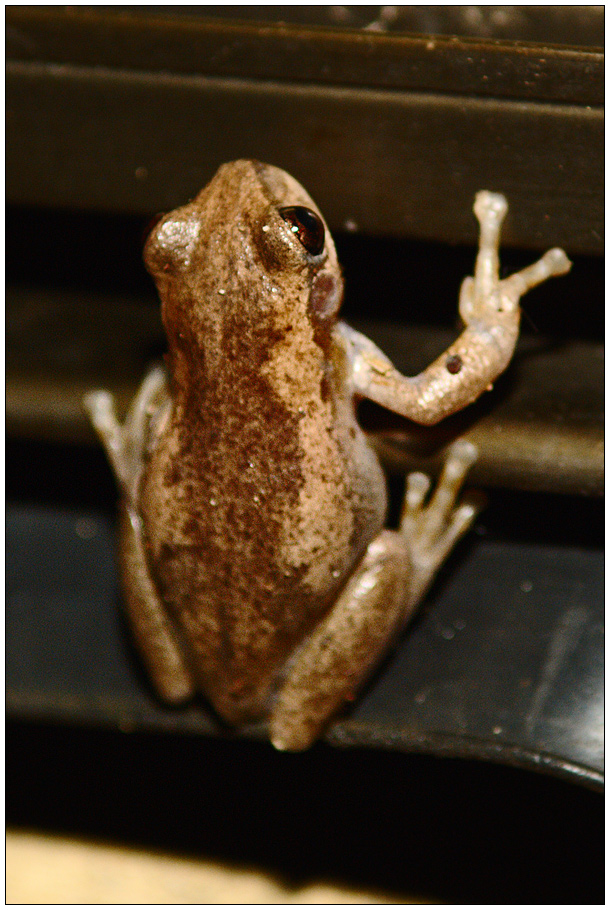 Peeping frog