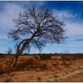 Roadside tree 1