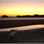 Wallaby at dawn