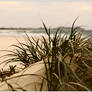 Grasses at Broken Head