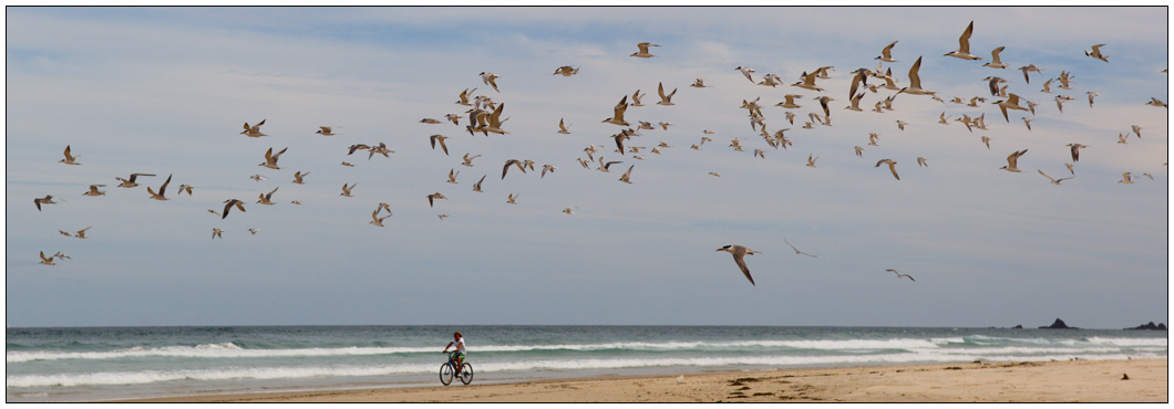 Biking amongst birds