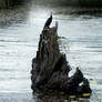 Darter on a tree stump