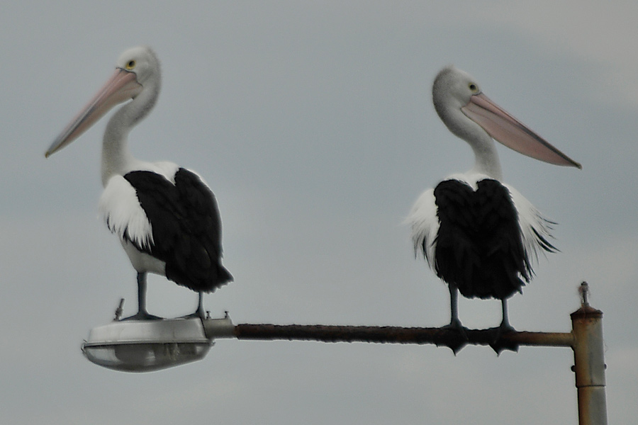 Pelicans - in a huff