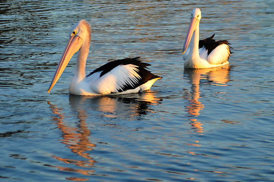 Sunset pelicans 1