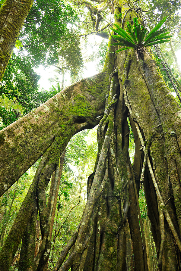 Bunya rainforest tree 1