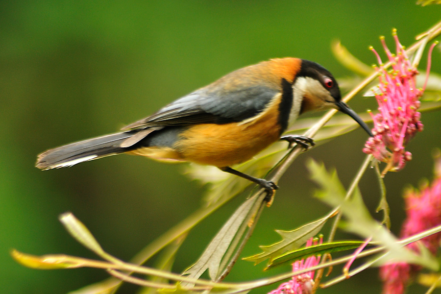 Spinebill on grevillea