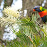 Lorikeet in grevillea 2