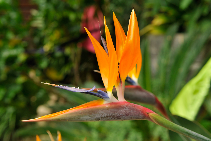 Strelitzia 1