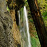 Plitvicka - cascade and fallen tree 1