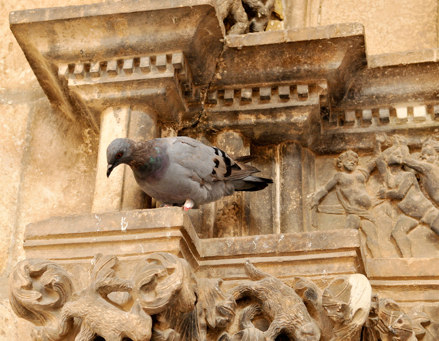 Quasimodo the pigeon, Dubrovnik