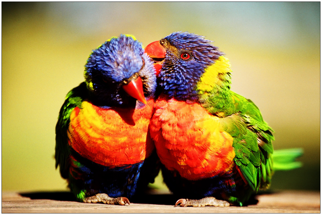 lorikeet gossip 1 by wildplaces