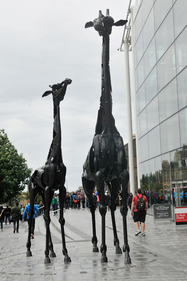 Giraffes in Edinburgh 1