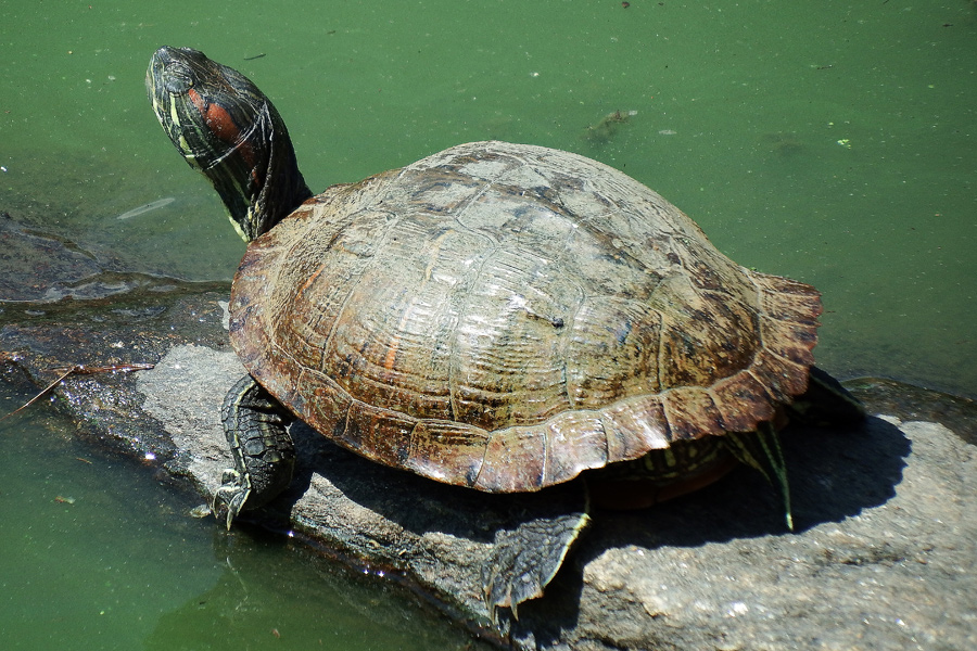 Turtle in Central Park - 2