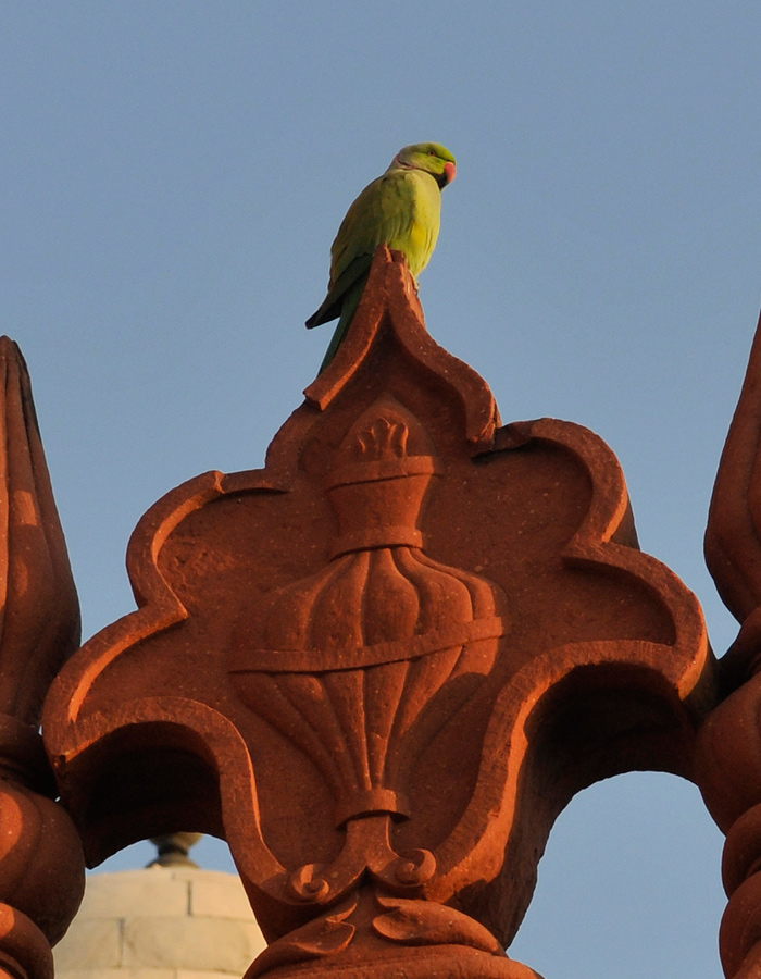 Taj Mahal parrot 1