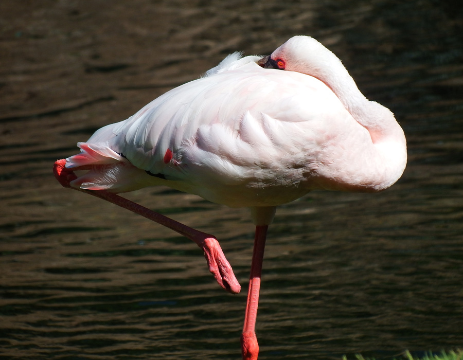 Flamingo 1 - Maui