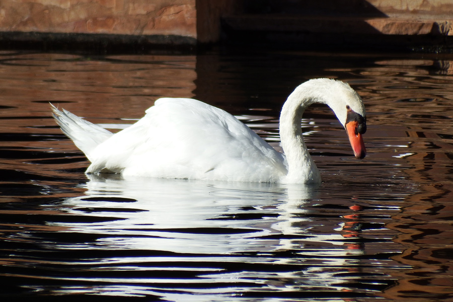 White swan 2 - Maui