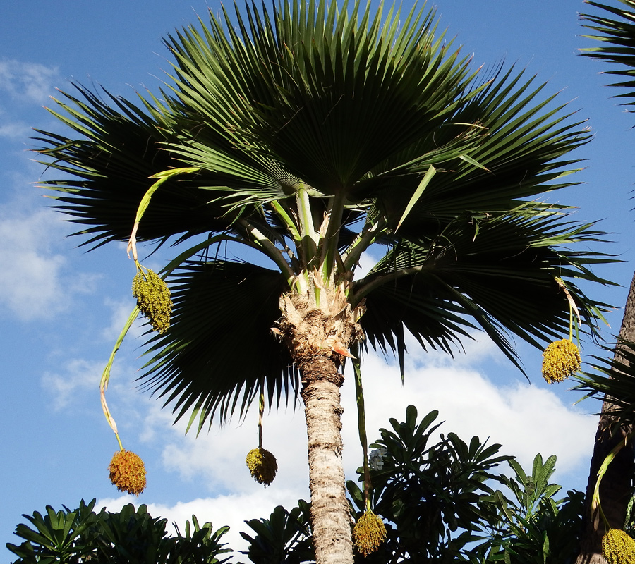 Palm tree 1 - Maui