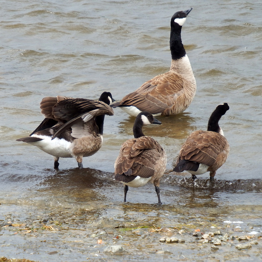 Keswick waterfowl 1