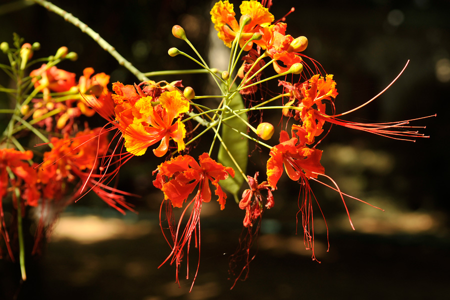 Rajasthan flower 1