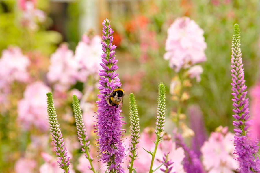 Bee and flowers - Linlithgow