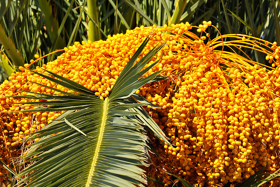 Colours of Cavtat 2, Croatia