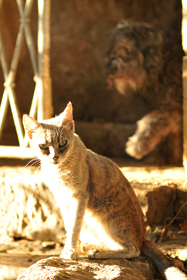 Croatian kitty at Hvar Town 1