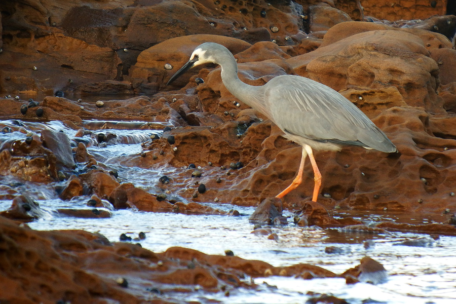 Heron goes to the beach 1