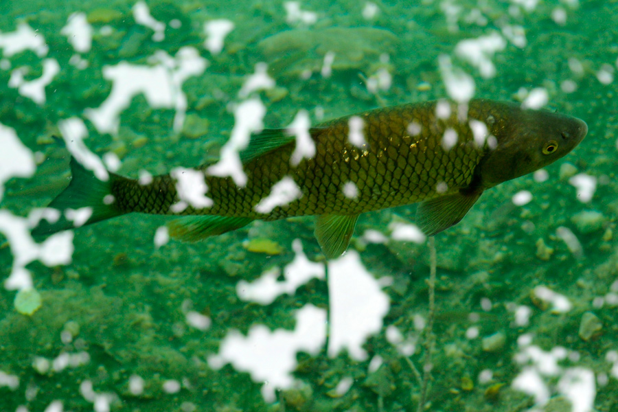 Plitvice fish 1