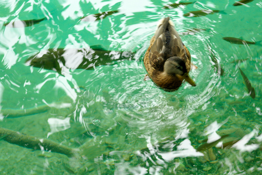 Dizzy duck - Plitvice