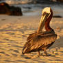 Galapagos pelican 1