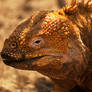 Galapagos land iguana 1