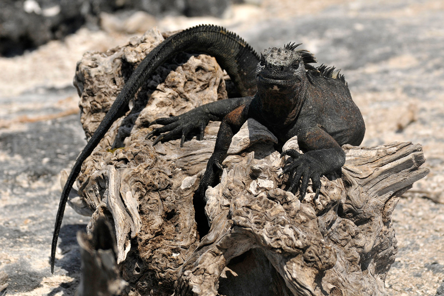 Marine iguana 1 - Galapagos