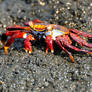 Sally Lightfoot crab 2 - Galapagos