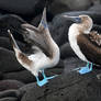 Blue footed boobies 1 - Galapagos