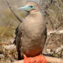 Red footed boobie 1 - Galapagos