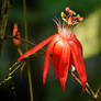 Amazon jungle flower 1