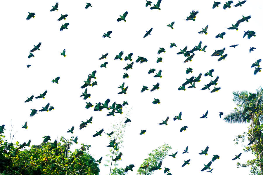 Parrots in flight - Amazon