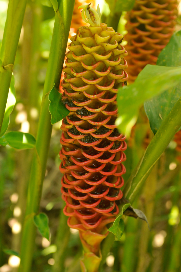 Jungle plant 2 - Ecuadorean Amazon