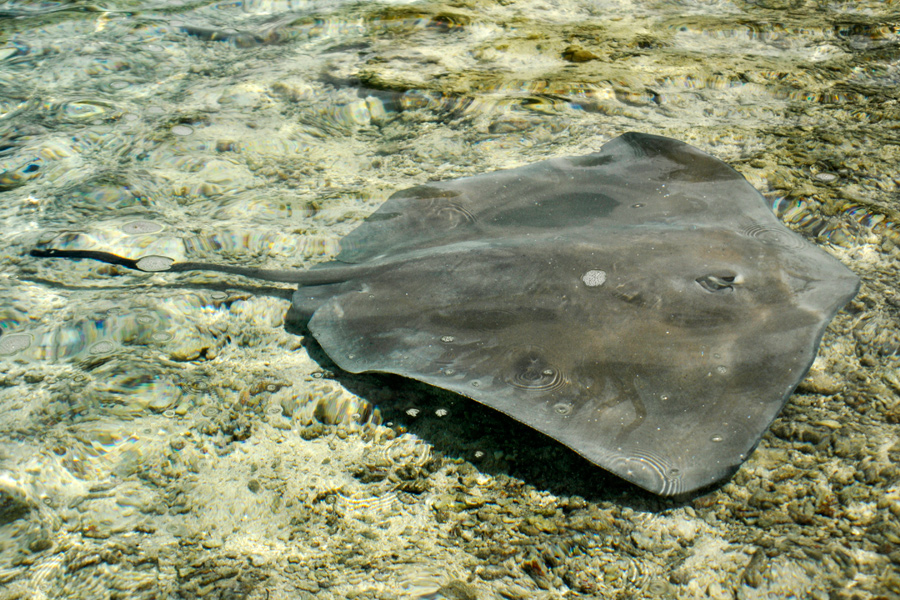 Stingray in Moorea lagoon 3