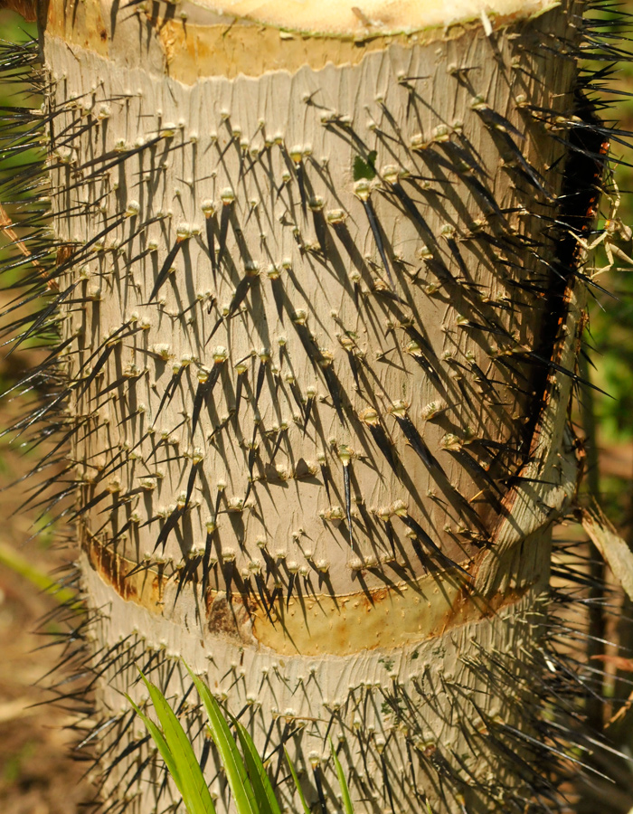 Jungle plant 4 - Ecuadorean Amazon