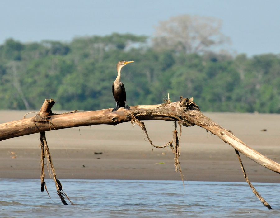 Amazon cormorant 1