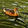 Guayaquil duck 2 - Ecuador