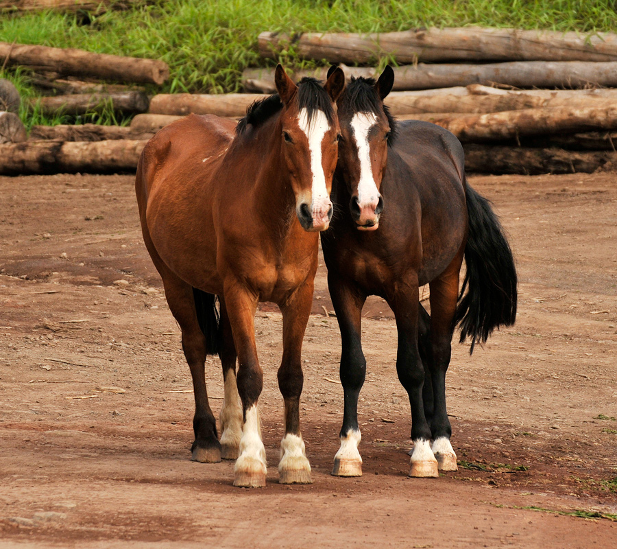 Hanga Roa horses 1