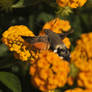 'Hummingbird' moth 1 - Rovinj