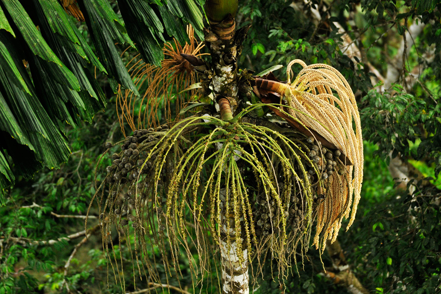 Amazonian palm - Ecuador