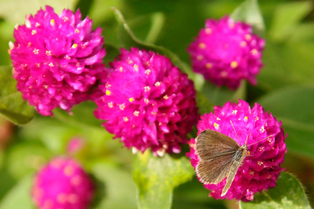 Madame Butterfly - Tokyo